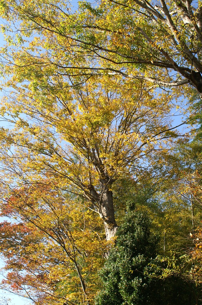 見上げた先の秋