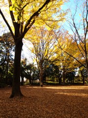 石神井公園の秋1
