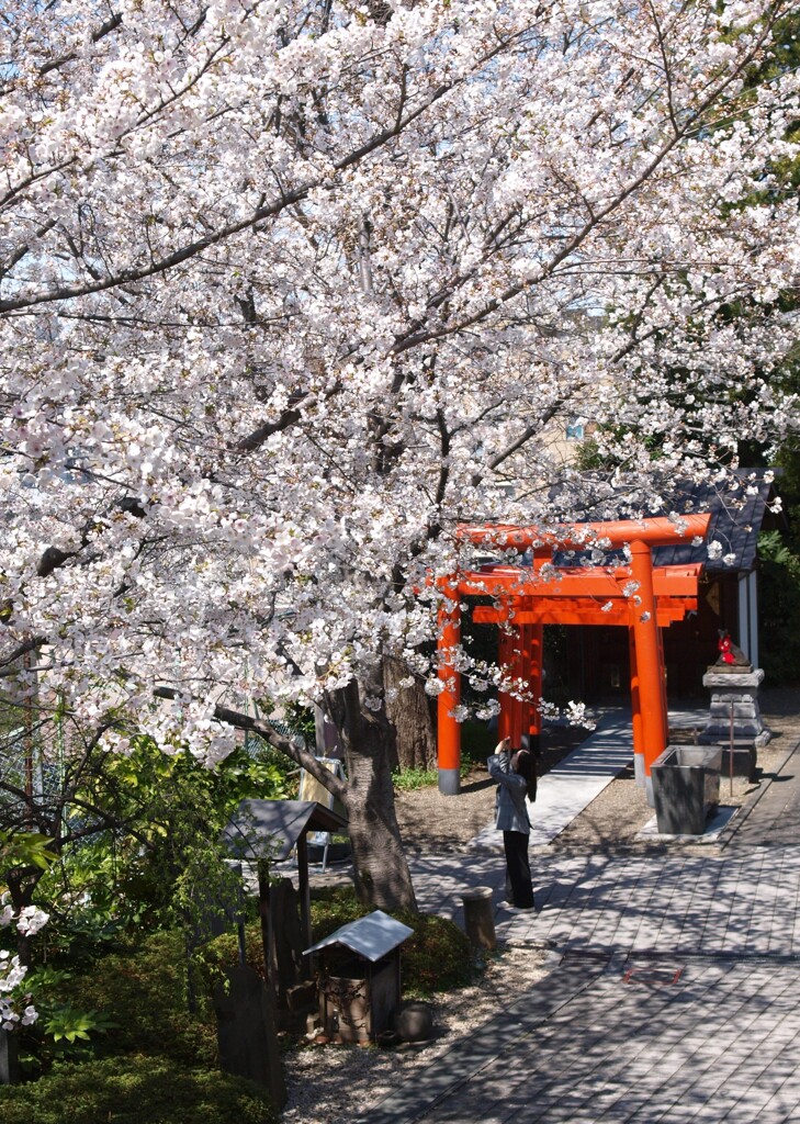 桜咲く春