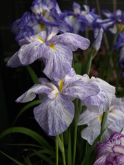 サヨナラ水無月