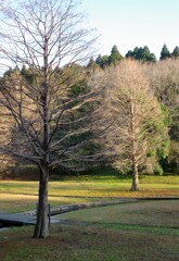 冬の散歩道