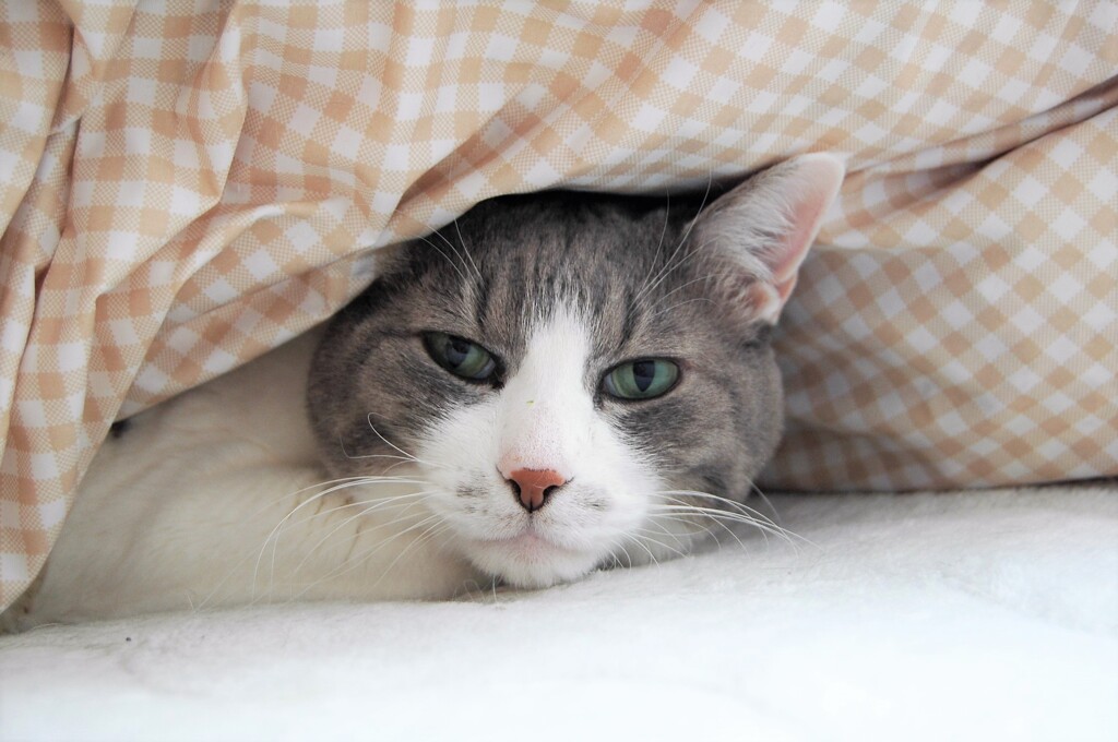 布団でぬくぬく