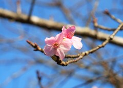 あなたは十月桜？