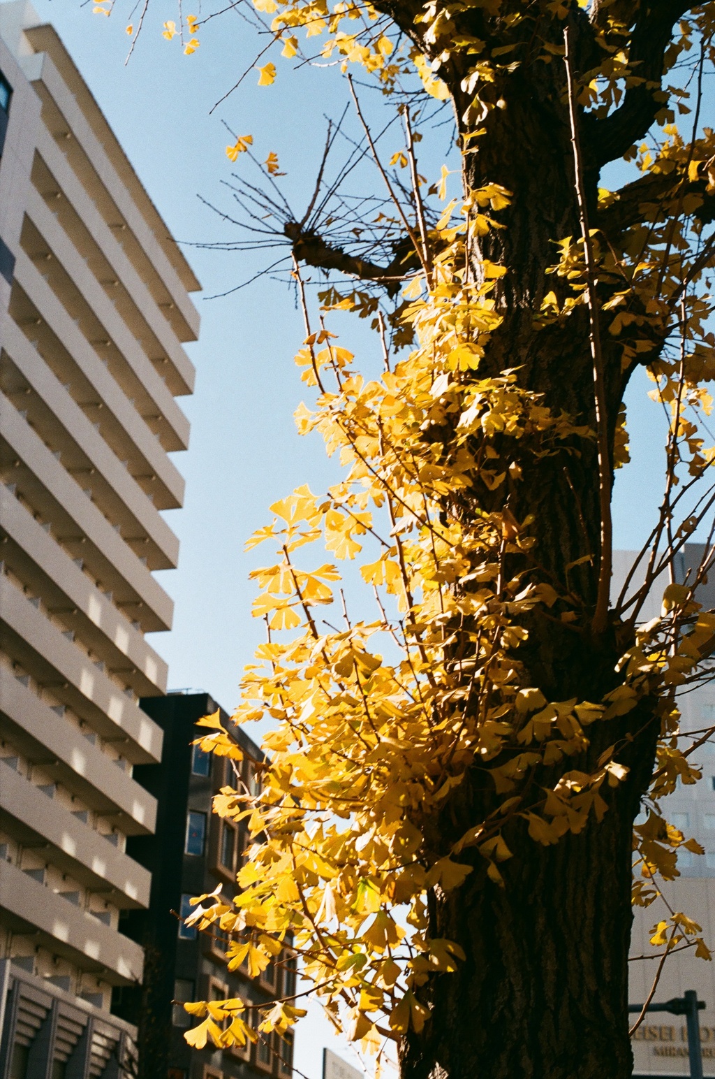 フジカと散歩 冬に染まる(フィルム)