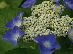 雨の季節を彩る