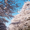 上野の春Ⅰ