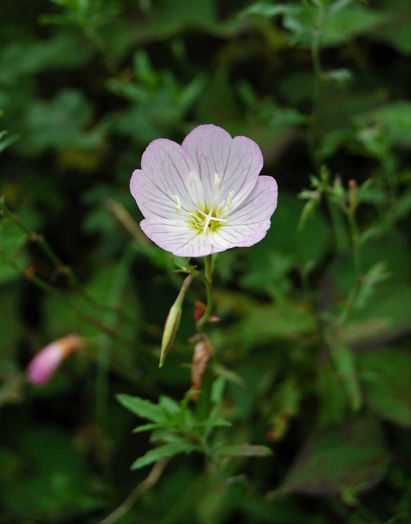 散歩で出会った草花