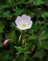 散歩で出会った草花