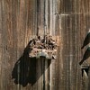 試写散歩・千葉(フィルム)