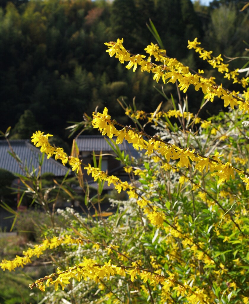 里山歩けば