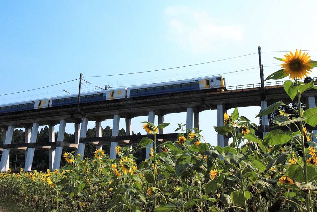 外房線の夏