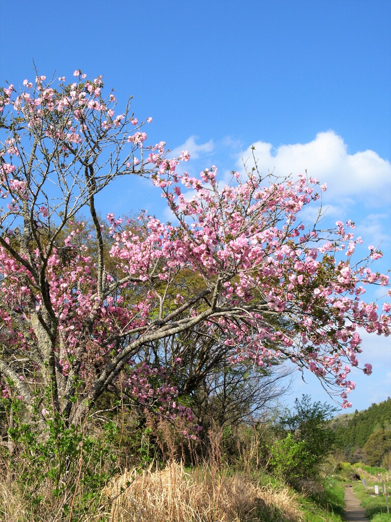 里山歩けば