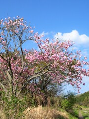 里山歩けば