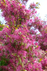 春を彩る花たち