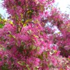 春を彩る花たち