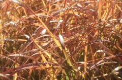 オールドレンズで見つけた秋