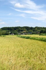実る
