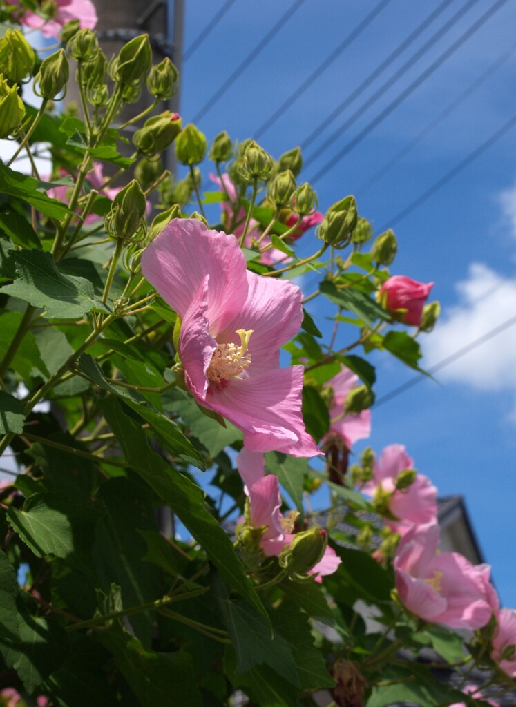 夏の花景色