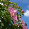 夏の花景色
