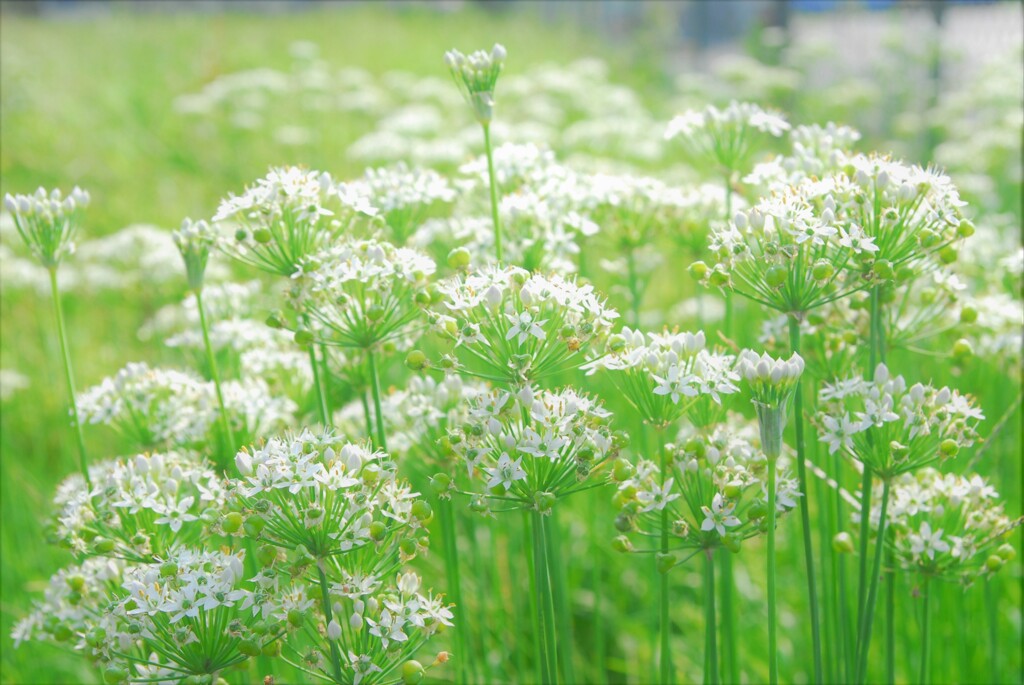 ニラの花