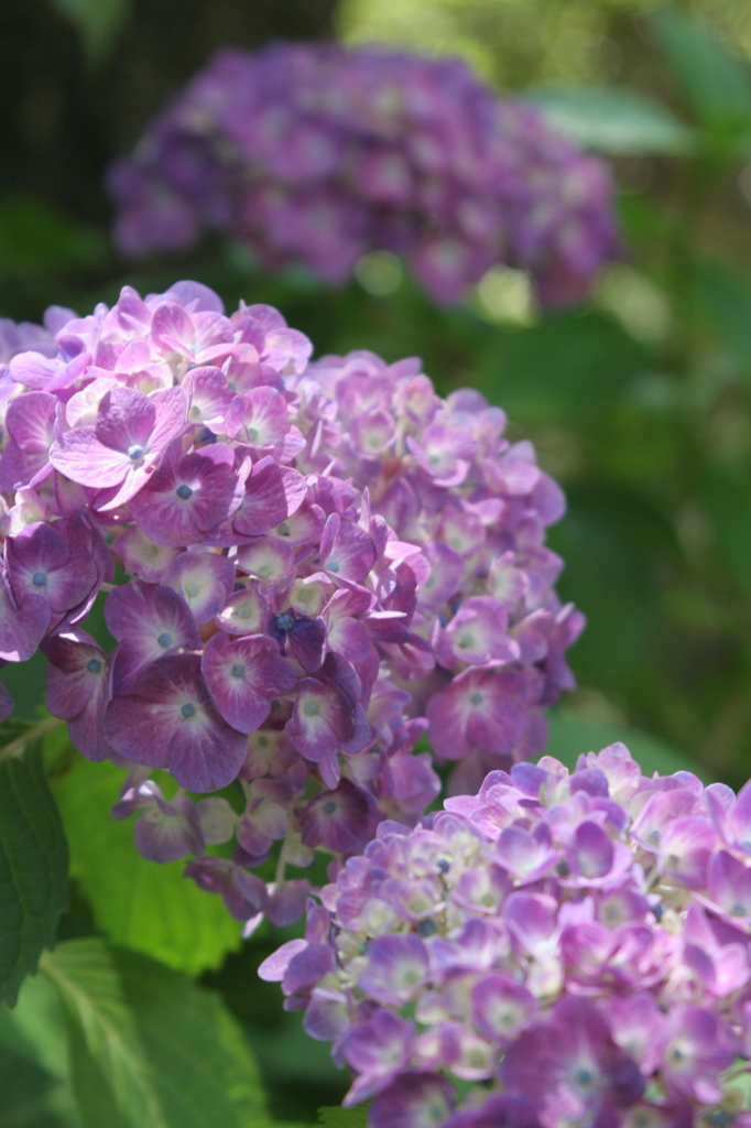 水無月　本土寺Ⅱ