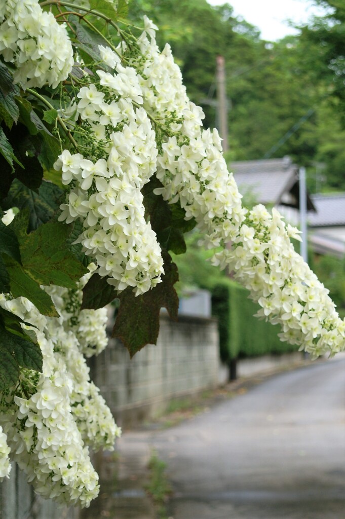 里山を彩る