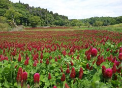 みつばち牧場