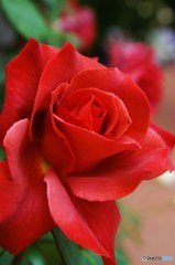 薔薇8