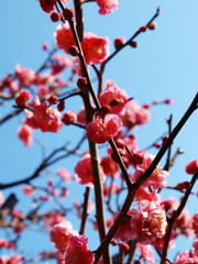 紅梅