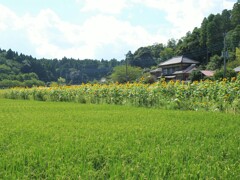 ひまわり咲く里