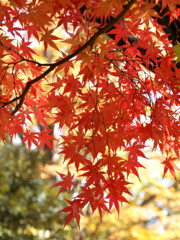 代々木公園の秋Ⅴ