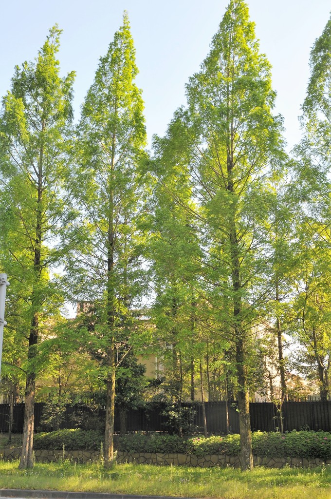 新緑のメタセコイア