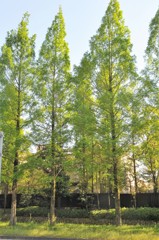 新緑のメタセコイア