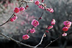 紅梅