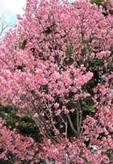 桜咲く日に