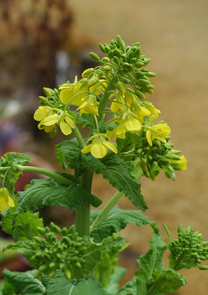 庭の菜の花も浮かぬ顔