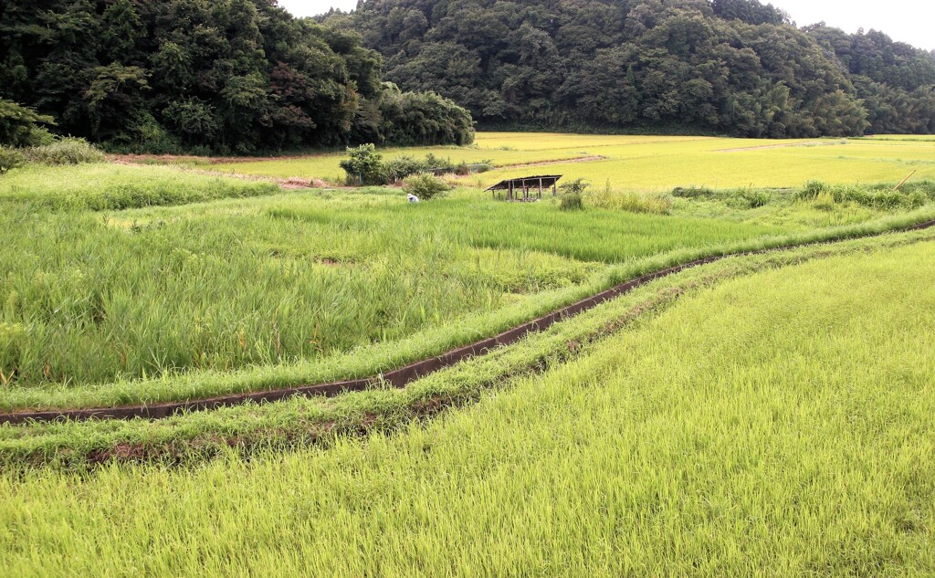 晩夏・里山点描
