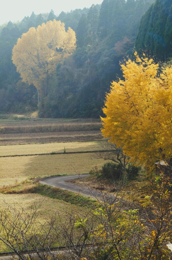 長閑な晩秋の午後