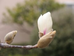 頬そめて…