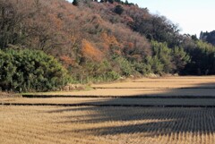 冬枯れの里山