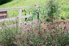 牧場に咲く花(フィルム)