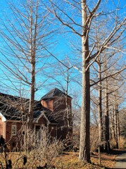 冬枯れの銀杏並木と青空