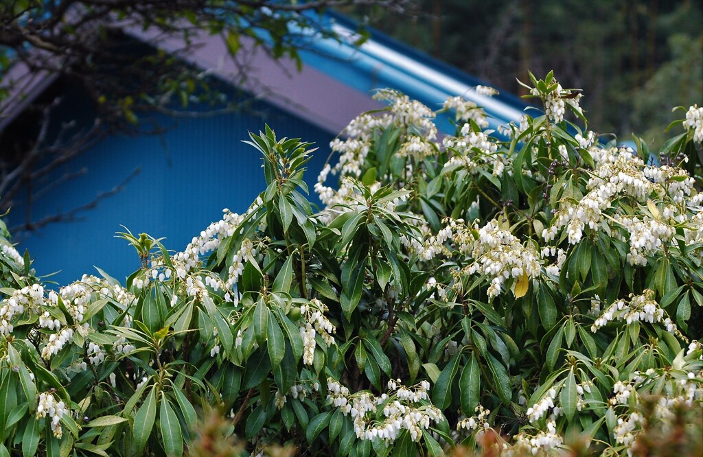 里山の春