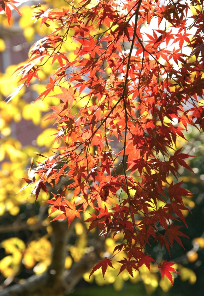 見上げた先の秋