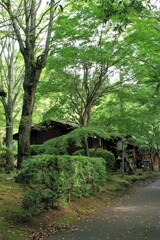 コテージの小径