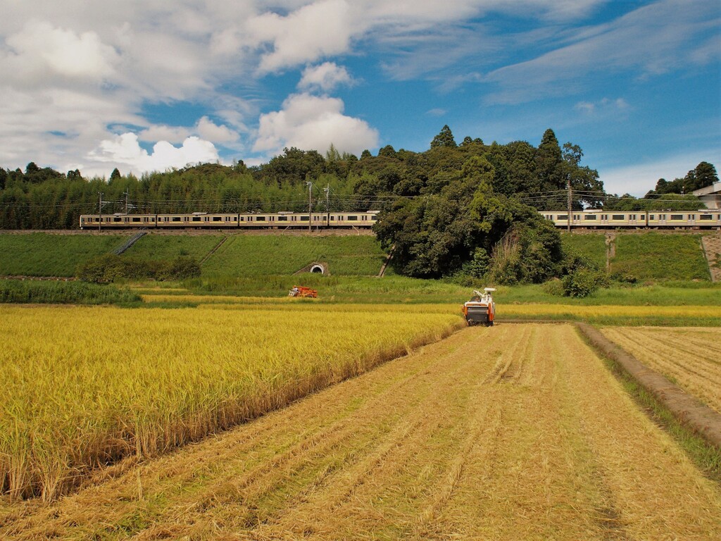 稲刈り風景の中を