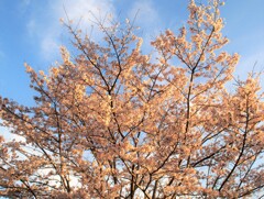 夕日桜