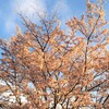 夕日桜