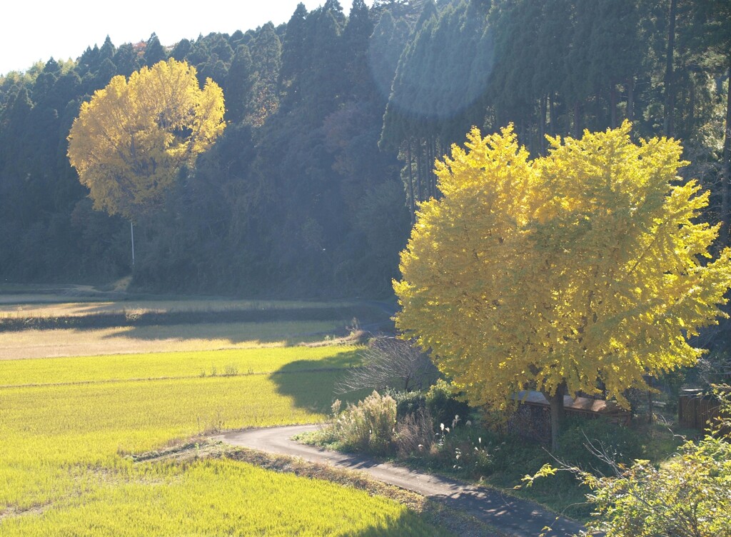 晩秋の里山小径