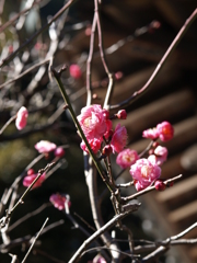 春の香り　紅梅
